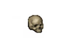 Cranio de Esqueleto